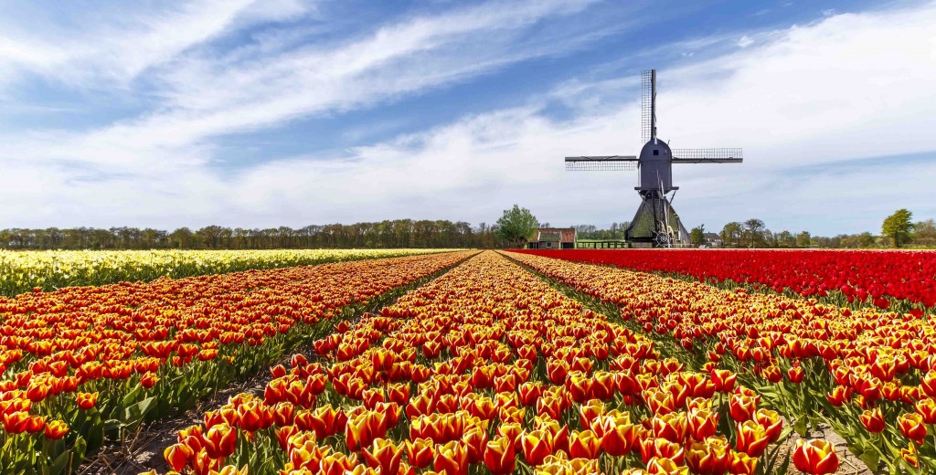Red yellow tulip bulb farm with a windmill at the country side